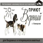 Приют для бездомных животных "Верный" г.Кемерово
