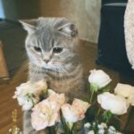 Дьявол носит Prada 😈