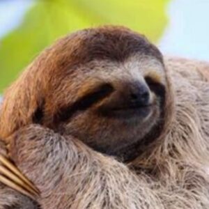 SlothCrypto 🦥