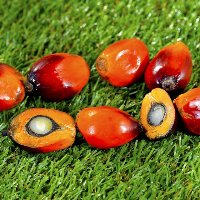 Dunia FCPO (Palm Oil)