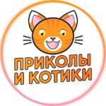 Приколы и Котики