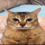 tole tole cat