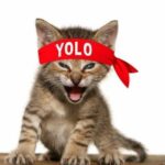 YOLO