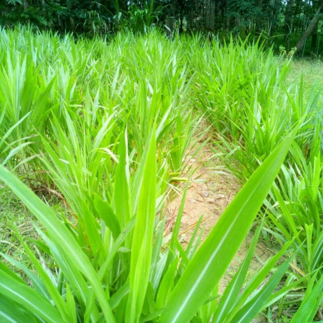 BENIH RUMPUT