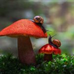 🍄🟫 ГРИБНИКИ ПОДМОСКОВЬЯ