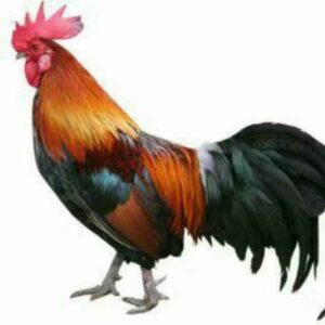 klsexyclub2u Channel 吉隆坡伴游吹水站