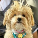 МУЛЬТличности