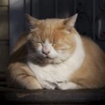 Выжить на сотку