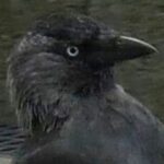 CorviDaely (Daily Corvids)