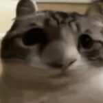 Miao