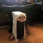 catwifbag | Channel