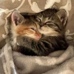 пикчи с котиками