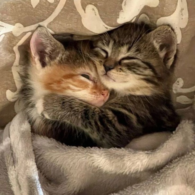 пикчи с котиками