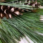 NORTHEAST WHITE PINE BENEFITS , INFO & PURCHASE
