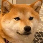 CRYING DOG | portal