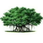 Channel Prasad - ప్రకృతివనం