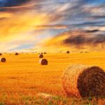SA Landbou poste / Agriculture jobs