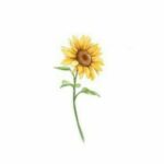 🌻Цілющий Соняшник🌻