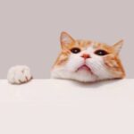 صوره كروب اتصال ملصقات تمبلر 🍭 💞
