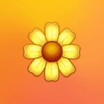 CDL - DIE GOLDENE LÖSUNG