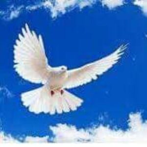 Housing in Addis Ababa የአዲስ አበባ ቤቶች